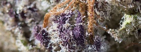 Discovering The Best Black Cherry Gelato Strain: A Comprehensive Guide