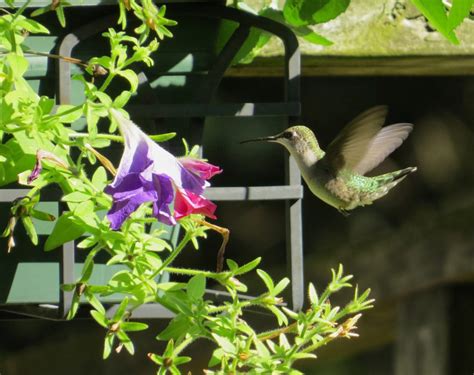 Hummingbird in flight - FeederWatch