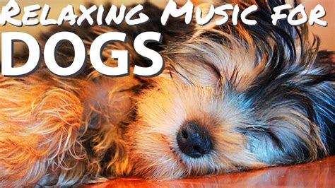 Music for dogs | dog relaxation music for sleep | dog music - YouTube