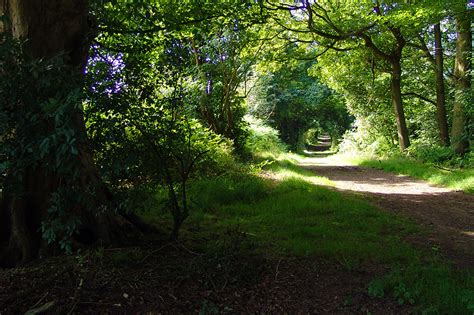 Walks in Delamere Forest - Sandstone Trail