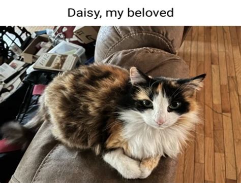 The Best Calico Cat Memes That Will Brighten Your Day