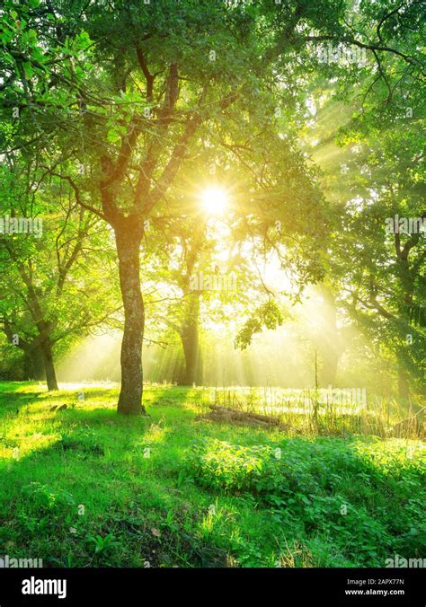 Green forest background with morning sunrise in spring season. Nature landscape Stock Photo - Alamy