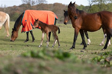 Location and Facilities for Dornoch Horses Achanvandra - Dornoch Horse ...