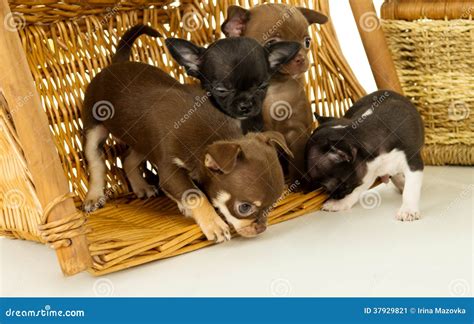 Chihuahua puppies playing stock image. Image of cute - 37929821