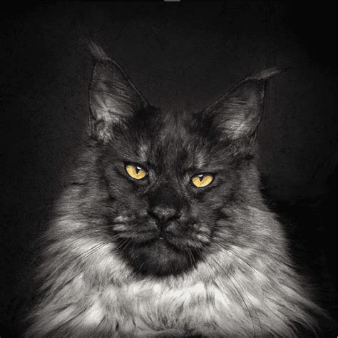 Vivo The Maine Coon Is One Of The Most Handsome Cats You've Ever Seen - Cattitude Daily