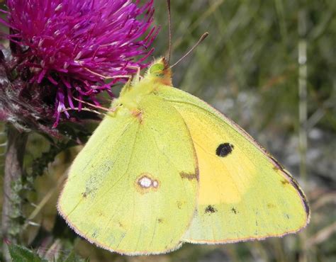 Butterfly Pictures: Clouded Yellow – Colias croceus