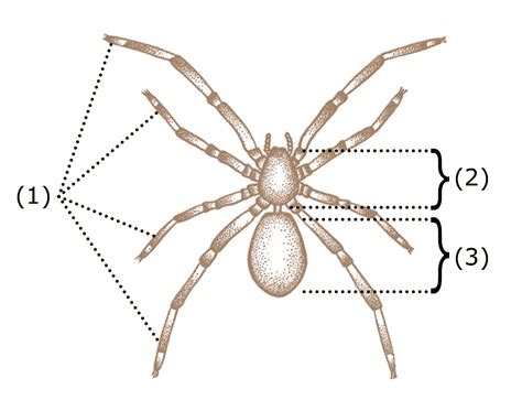 거미 해부학 Spider Anatomy : 최신 백과사전, 뉴스, 리뷰 및 연구