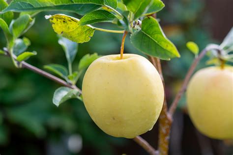 Yellow Delicious Apple Tree | Ison's Nursery & Vineyard