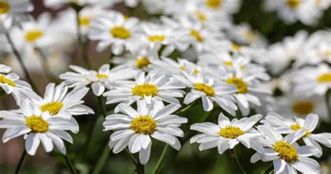 What Is A Pyrethrum Spray And How To Use It On Plants?