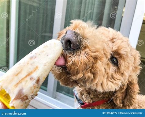 Peanut Butter & Banana Dog Ice Cream Stock Image - Image of outdoor, domestic: 194630973