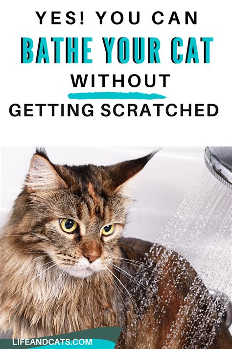 Yes you can bath a cat without getting scratched. Try these cat bathing ...