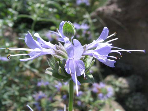 File:Salvia clevelandii - jim sage - desc-flowers - status-rare.jpg ...