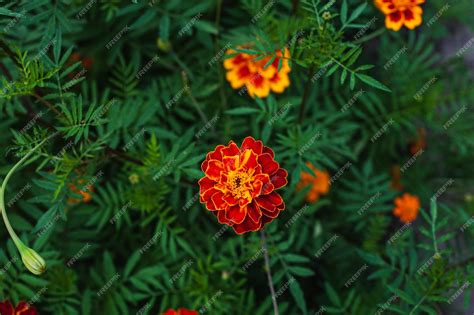 Premium Photo | French marigolds background orange floral background orange marigolds orange ...