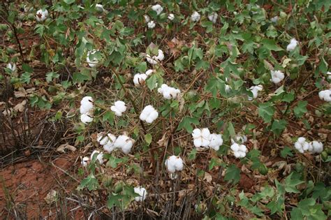 Crop Progress: First Reports of Harvest - Cotton Grower