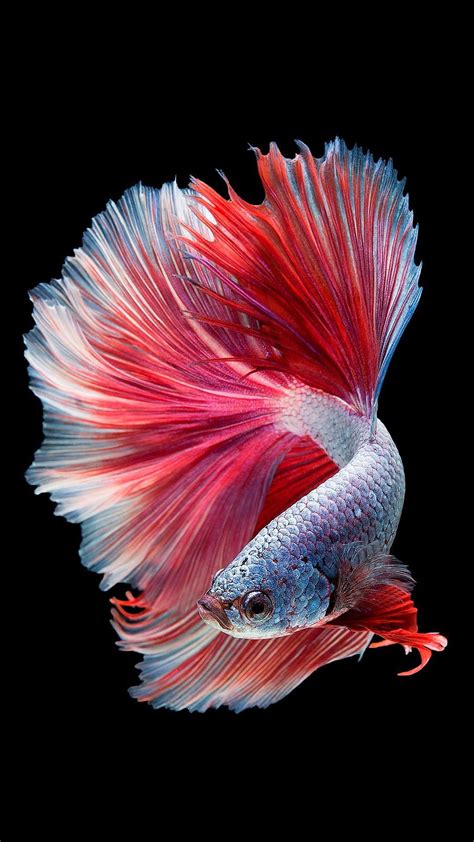 Details 74+ beautiful fish wallpaper latest - xkldase.edu.vn