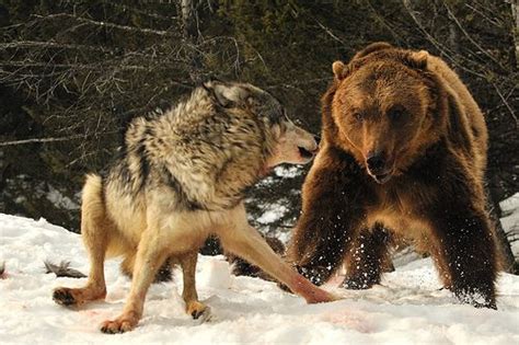 Wolf Challenges Feeding Bear | Grizzly bear, Bear, Wolves fighting