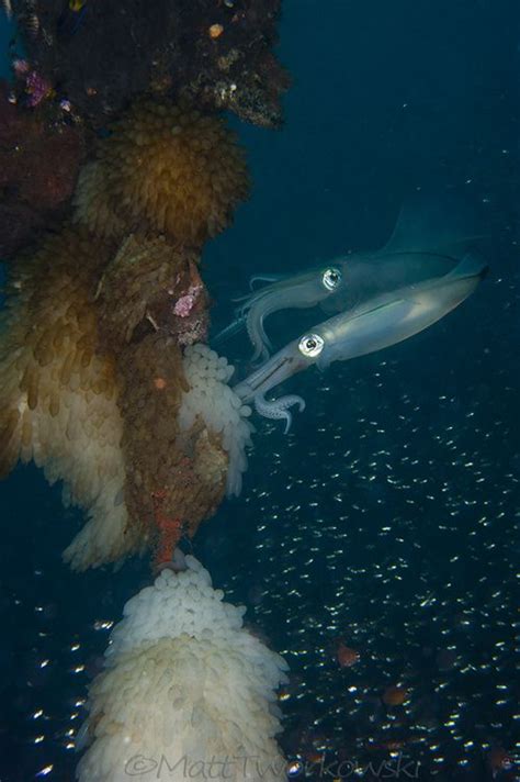 marbledoll: Squid Laying Eggs (- Matt Tworkowski) | Ocean creatures, Underwater creatures ...