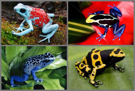 Poison dart frogs are known as the jewels of the rain forest and come in just about every color ...