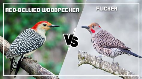 Red-Bellied Woodpecker vs Flicker: What are Difference?