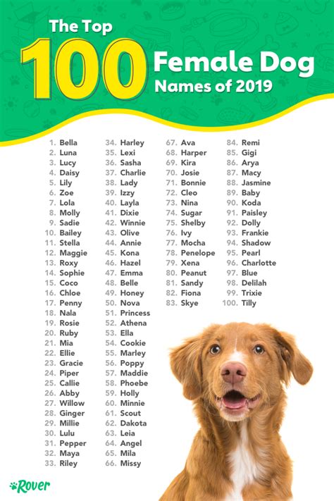 Top 100 Most Popular Dog Names in 2022 | Rover.com | Female dog names ...