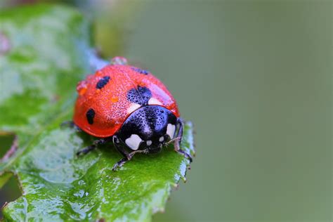Free Images : water, nature, dew, plant, morning, flower, insect, ladybug, bug, amphibian ...