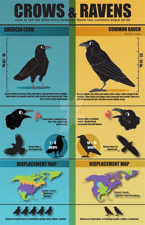 Crow vs. Raven by iwuvrubberduckies on DeviantArt