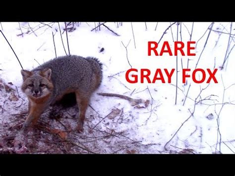 Trapping a Gray Fox on Homemade Bait - YouTube