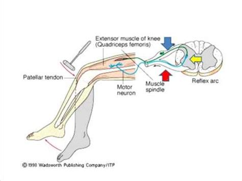 Principles of deep tendon reflex - YouTube