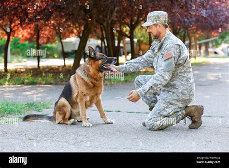 Soldier with military working dog outdoors Stock Photo - Alamy