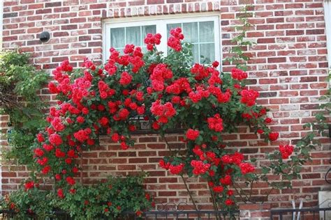 Rose Plant Pruning Methods; Training Methods; Process | Agri Farming