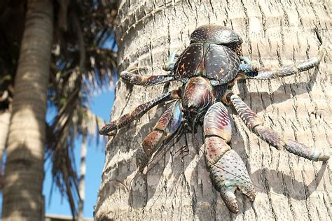 Coconut Crabs Facts: Animals of the World - WorldAtlas