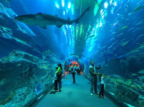 World Visits: Tour Of Dubai Underwater Zoo Artificial Site