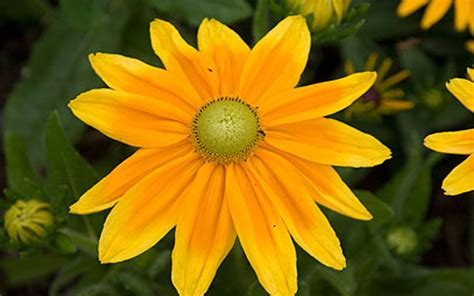 Rudbeckia Hirta 'prairie Sun' 87432 : Wallpapers13.com