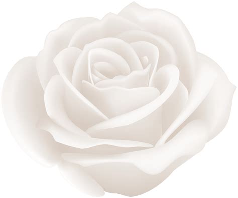 White Rose Clip Art Image | Gallery Yopriceville - High-Quality - Clip Art Library