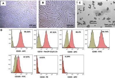 Frontiers | Human Wharton’s Jelly Stem Cell Secretions Inhibit Human Leukemic Cell Line K562 in ...