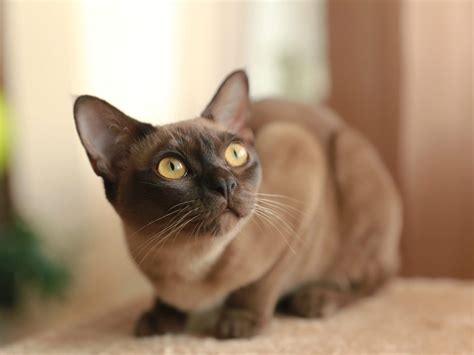 Most Affectionate Cat Breeds | Reader's Digest Canada