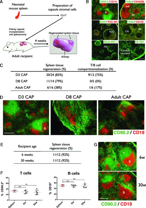 Neonatal spleen capsule transplantation regenerates complete spleen... | Download Scientific Diagram