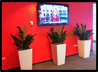 Zz Plant, Office Plants, Greenery, Planter Pots