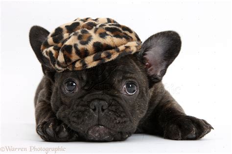 Dark brindle French Bulldog pup wearing a hat photo WP35759