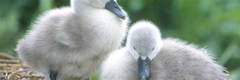 Abbotsbury Swannery | Abbotsbury, Dorset