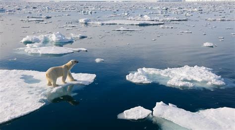 Top 10 facts about polar bears | WWF