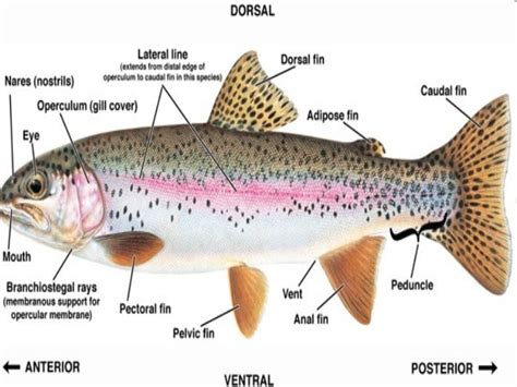 Rainbow trout in yosemite