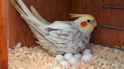 Handling Cockatiel Eggs — Pet Central by Chewy