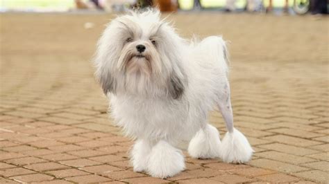 Löwchen: The “Little Lion” Dog Breed With an Affectionate Personality ...