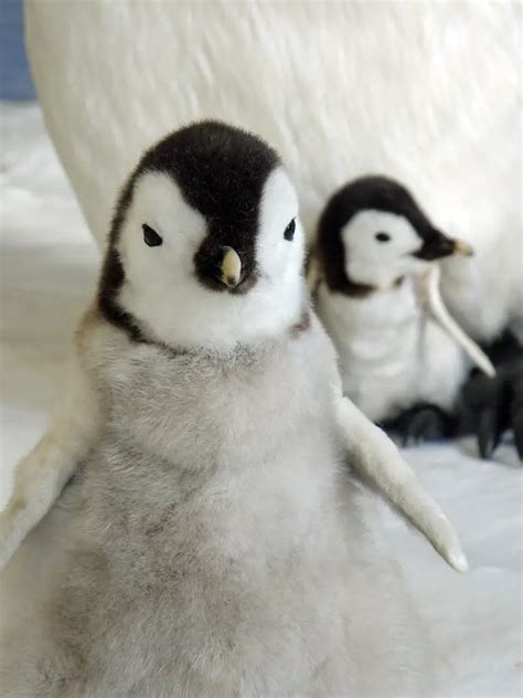 Can Penguins Be Pets? 18 Impressive Penguin Facts - Animal Dome