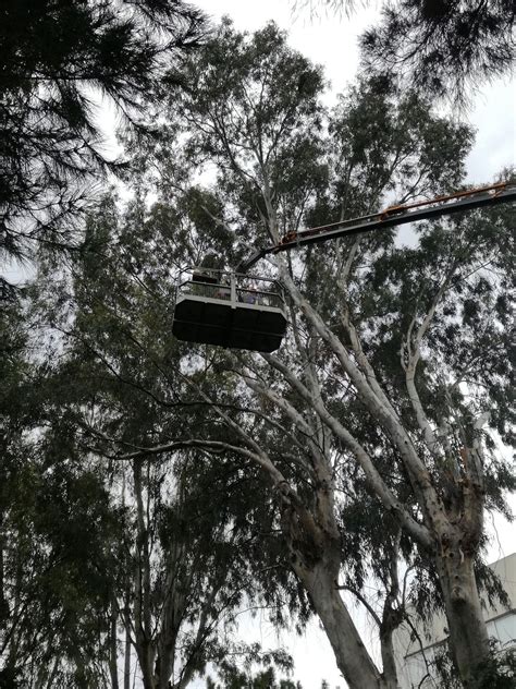 Eucalyptus pruning works and removal of remains from the “Papagos” camp ...