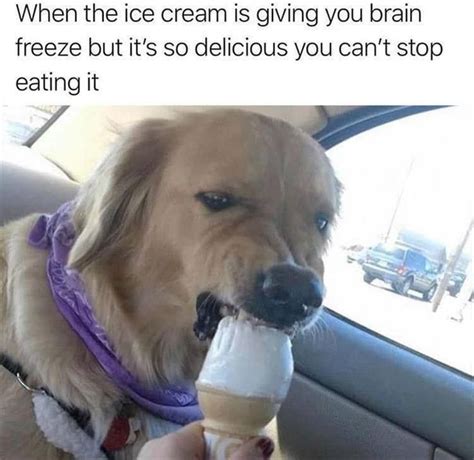 33 Fresh Doggo Memes To Lift You Up And Remind You That Tomorrow Is ...