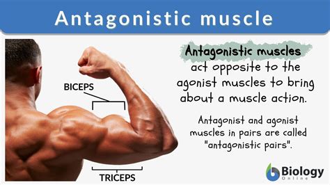 Antagonistic Muscle - Definition and Examples - Biology Online Dictionary