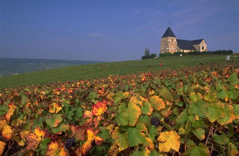 Vineyard in the Champagne region, France wallpapers and images - wallpapers, pictures, photos