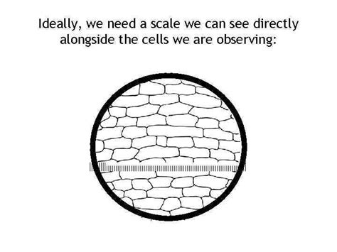 Cell Size Microscope Measurement How big is